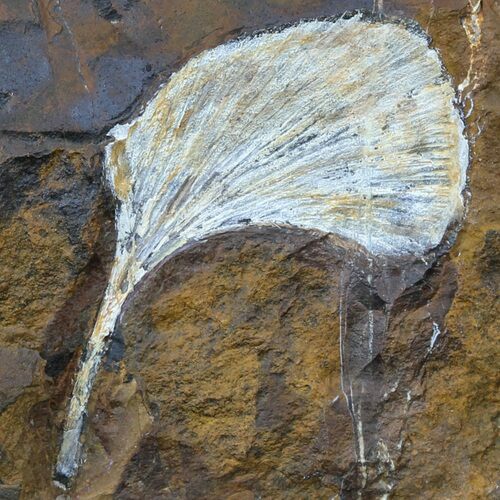 Fossil Ginkgo Leaf From North Dakota - Paleocene #59003